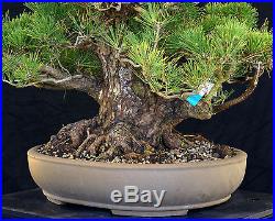 Bonsai Tree Specimen Imported Japanese Black Pine JBPSTQ425-509A