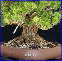 Bonsai Tree Specimen Imported Japanese Black Pine JBPSTQ427-509