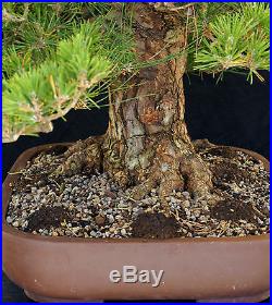 Bonsai Tree Specimen Imported Japanese Black Pine JBPSTQ427-509