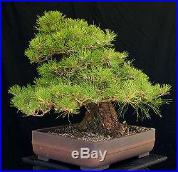 Bonsai Tree Specimen Imported Japanese Black Pine JBPSTQ428-509