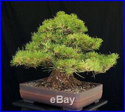 Bonsai Tree Specimen Imported Japanese Black Pine JBPSTQ428-509