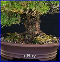 Bonsai Tree Specimen Imported Japanese Black Pine JBPSTQ434-509