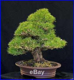 Bonsai Tree Specimen Imported Japanese Black Pine JBPSTQ434-509
