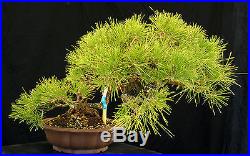 Bonsai Tree Specimen Imported Japanese Black Pine JBPSTQ436-509