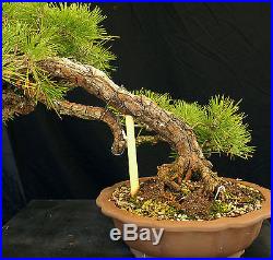 Bonsai Tree Specimen Imported Japanese Black Pine JBPSTQ436-509