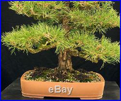 Bonsai Tree Specimen Imported Japanese Black Pine JBPSTQ441-509