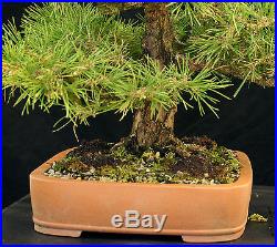 Bonsai Tree Specimen Imported Japanese Black Pine JBPSTQ441-509