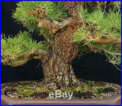 Bonsai Tree Specimen Imported Japanese Black Pine JBPSTQ478-509B