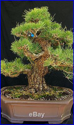 Bonsai Tree Specimen Imported Japanese Black Pine JBPSTQ478-509B