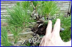 Bonsai Tree Specimen Imported Japanese Black Pine JBPST-109