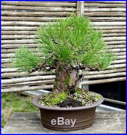 Bonsai Tree Specimen Imported Japanese Black Pine JBPST-109