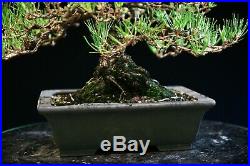 Bonsai Tree Specimen Imported Japanese Black Pine JBPST-804