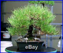 Bonsai Tree Specimen Imported Japanese Black Pine JBPST-804