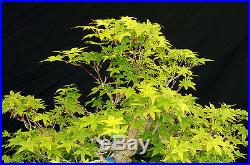 Bonsai Tree Specimen Imported Japanese Maple JMSTQ317-509