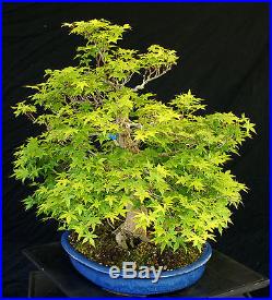 Bonsai Tree Specimen Imported Japanese Maple JMSTQ317-509