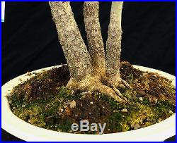 Bonsai Tree Specimen Imported Japanese Maple JMSTQ320-509A