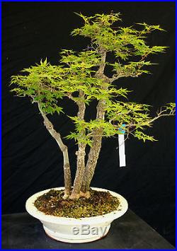 Bonsai Tree Specimen Imported Japanese Maple JMSTQ320-509A