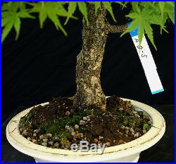Bonsai Tree Specimen Imported Japanese Maple JMSTQ320-509B