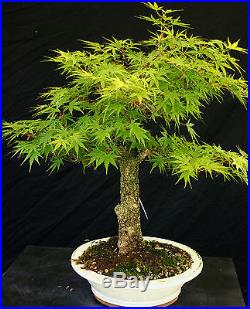 Bonsai Tree Specimen Imported Japanese Maple JMSTQ320-509B