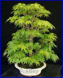 Bonsai Tree Specimen Imported Japanese Maple JMSTQ332-509