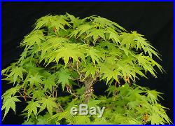 Bonsai Tree Specimen Imported Japanese Maple JMSTQ332-509