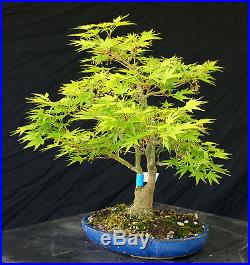 Bonsai Tree Specimen Imported Japanese Maple JMSTQ360-509
