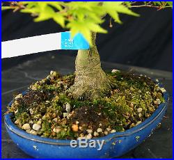 Bonsai Tree Specimen Imported Japanese Maple JMSTQ360-509