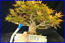 Bonsai Tree Specimen Imported Japanese Maple JMSTQ361-509
