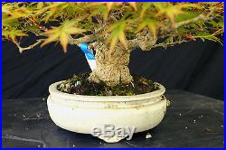 Bonsai Tree Specimen Imported Japanese Maple JMSTQ361-509