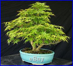 Bonsai Tree Specimen Imported Japanese Maple JMSTQ373-509