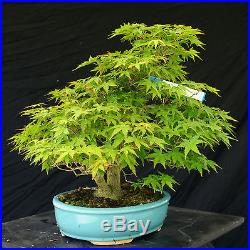 Bonsai Tree Specimen Imported Japanese Maple JMSTQ373-509