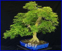 Bonsai Tree Specimen Imported Japanese Maple JMSTQ401-509
