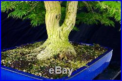 Bonsai Tree Specimen Imported Japanese Maple JMSTQ401-509