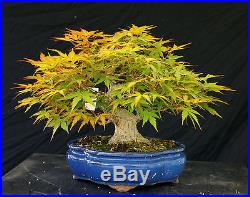 Bonsai Tree Specimen Imported Japanese Maple JMSTQ405-509