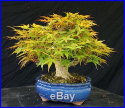Bonsai Tree Specimen Imported Japanese Maple JMSTQ405-509