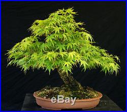 Bonsai Tree Specimen Imported Japanese Maple JMSTQ413-509