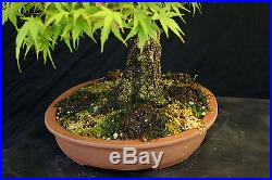 Bonsai Tree Specimen Imported Japanese Maple JMSTQ413-509
