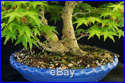 Bonsai Tree Specimen Imported Japanese Maple JMSTQ417-509