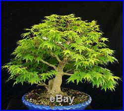 Bonsai Tree Specimen Imported Japanese Maple JMSTQ417-509