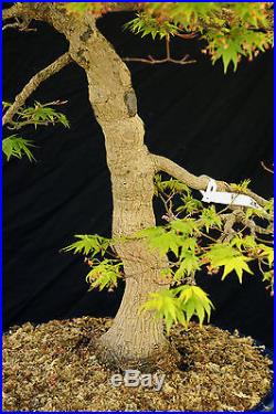 Bonsai Tree Specimen Imported Japanese Maple JMSTQ458-509