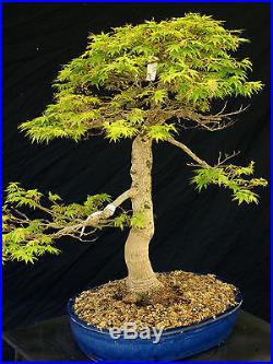 Bonsai Tree Specimen Imported Japanese Maple JMSTQ458-509