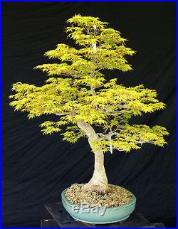 Bonsai Tree Specimen Imported Japanese Maple JMSTQ466-509