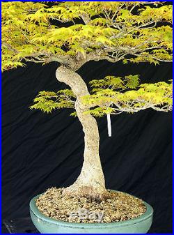 Bonsai Tree Specimen Imported Japanese Maple JMSTQ466-509