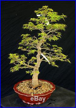 Bonsai Tree Specimen Imported Japanese Maple JMSTQ469-509