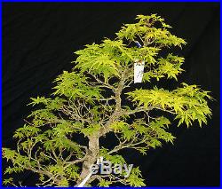 Bonsai Tree Specimen Imported Japanese Maple JMSTQ469-509