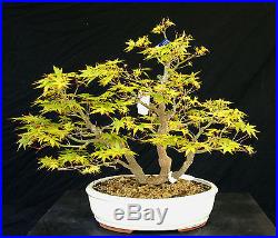 Bonsai Tree Specimen Imported Japanese Maple JMSTQ470-509