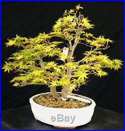 Bonsai Tree Specimen Imported Japanese Maple JMSTQ470-509
