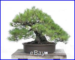 Bonsai Tree Specimen Imported from Japan BLACK PINE PINUS THUNBERGII 100 YR +