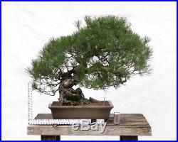 Bonsai Tree Specimen Imported from Japan BLACK PINE PINUS THUNBERGII 100 YR +