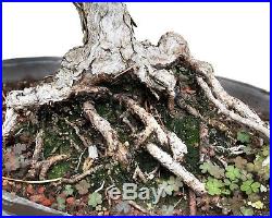 Bonsai Tree Specimen Imported from Japan BLACK PINE PINUS THUNBERGII TL-7